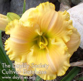 Daylily Quiet Earth